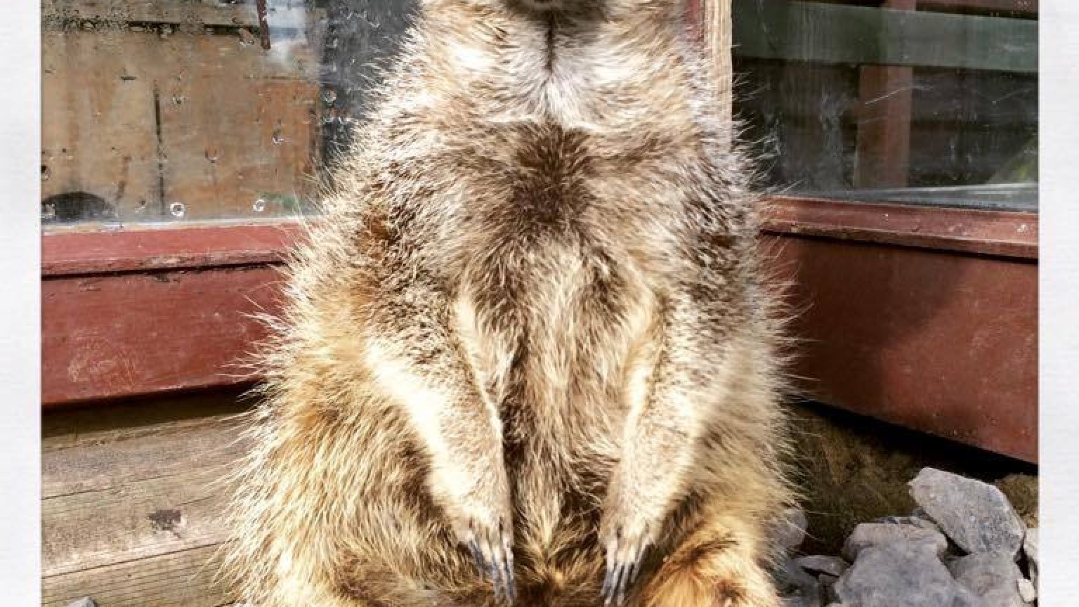 Bowland Wild Boar Park