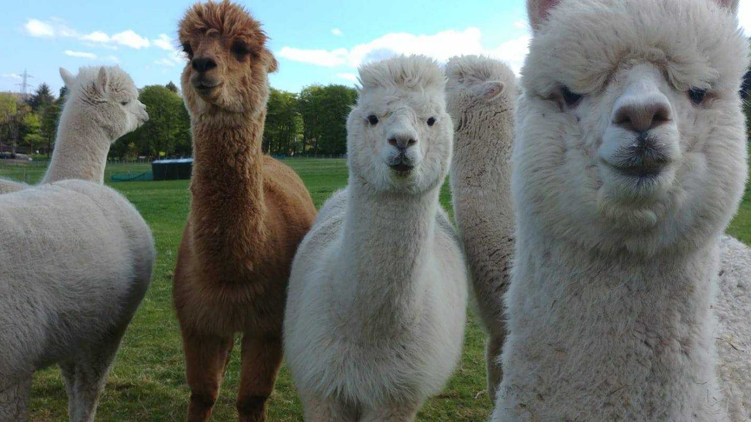 Bobcat Alpacas